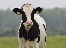Dairy cow at a farm