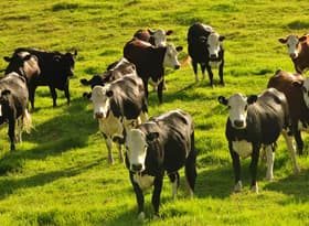 Herd of cow on green grass field during daytime